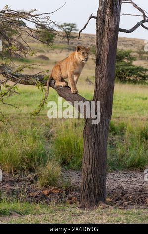 Ein Löwenjunges, Panthera Leo, auf einem Ast sitzend. Stockfoto