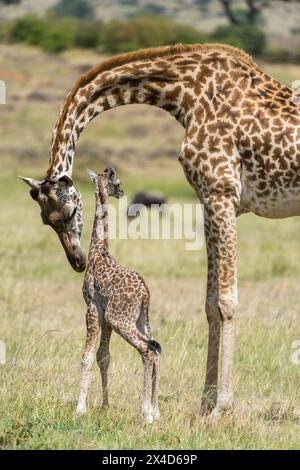 Eine Mutter Masai Giraffe, Giraffa camelopardalis Tippelskirchi, mit ihrem neugeborenen Kalb. Masai Mara National Reserve, Kenia, Afrika. Stockfoto