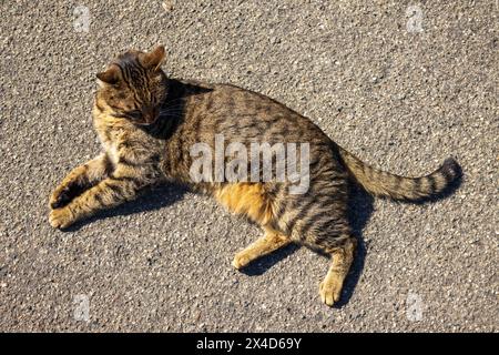 Eine streunende Katze mit braunen Streifen im Fell, die in der Sonne auf dem Betonboden in der Altstadt von Certaldo liegt, mit hellem Sonnenschein an einem warmen Tag. Stockfoto