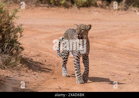 Ein Leopard, Panthera pardus, wandert entlang einer Straße im Samburu National Reserve, Kenia. Kenia. Stockfoto