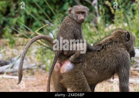 Papio Anubis, ein Mutter-Olivenpaan, trägt ihr Baby auf dem Rücken. Kenia. Stockfoto