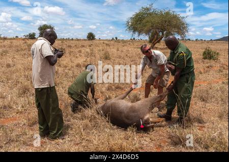 Ein verwundeter Wasserbock wird von der mobilen Veterinärstation der Kenya Wildlife Services behandelt. Voi, Kenia. (Nur Für Redaktionelle Zwecke) Stockfoto