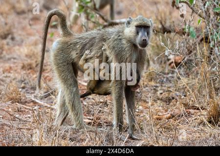 Ein gelber Pavian, Papio hamadryas cynocephalus, der Baby trägt. Voi, Tsavo Conservation Area, Kenia. Stockfoto