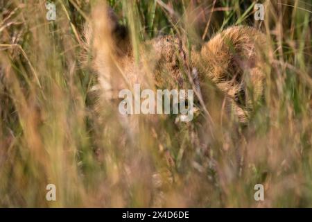 Ein Löwenjunges, Panthera leo, wartet auf seine Mutter und versteckt sich im hohen Gras, Masai Mara, Kenia. Kenia. Stockfoto