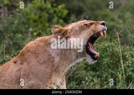 Eine Löwin, die gähnend ist, Panthera leo, im Busch auf einem Kopje, bekannt als Lion Rock im Lualenyi Reservat. Voi, Tsavo-Nationalpark, Kenia. Stockfoto