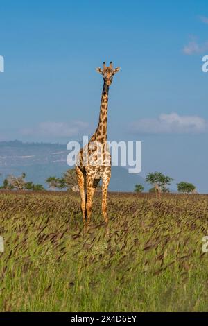 Porträt einer Masai-Giraffe, Giraffa camelopardalis, stehend und in die Kamera schauend. Voi, Tsavo, Kenia Stockfoto