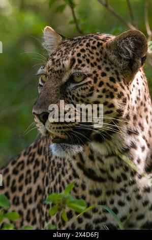 Nahporträt eines Leoparden, Panthera pardus. Masai Mara National Reserve, Kenia. Stockfoto