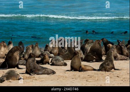 Eine Kolonie von kappelzrobben sonnt sich am Strand von Kap Fria, Skeleton Coast, Kunene, Namibia. Stockfoto