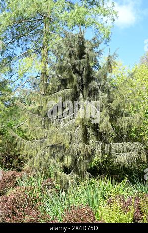 Young Picea Breweriana oder Brewer's Weeping Fichte mit Tannenzapfen UK April Stockfoto