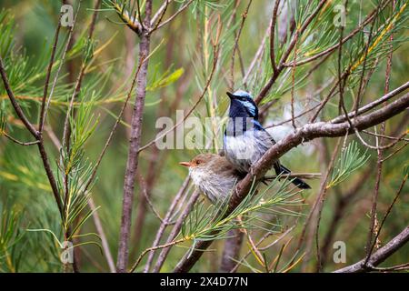 Ein männlicher und weiblicher prächtiger Feenzwitscher, Malurus cyaneus, vor Laubhintergrund mit Platz für Text. Healesville, Victoria, Australien Stockfoto