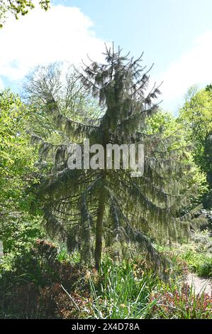 Young Picea Breweriana oder Brewer's Weeping Fichte mit Tannenzapfen UK April Stockfoto