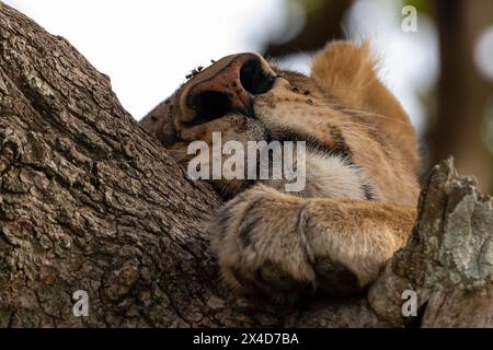 Eine Löwin, Panthera leo, in einem Wurstbaum, Kigelia Africana. Seronera, Serengeti Nationalpark, Tansania Stockfoto