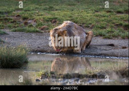 Ein männlicher Löwe, Panthera leo, trinkt an einem Wasserloch. Ndutu, Ngorongoro Conservation Area, Tansania Stockfoto