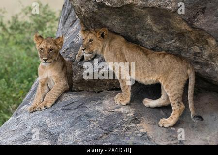 Zwei Löwenjungen, Panthera leo, auf einem Kopje. Seronera, Serengeti-Nationalpark, Tansania Stockfoto