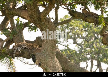 Ein Leopardenweibchen, Panthera pardus, und sein Junge, das auf einem Baum ruht. Ndutu, Ngorongoro Conservation Area, Tansania Stockfoto