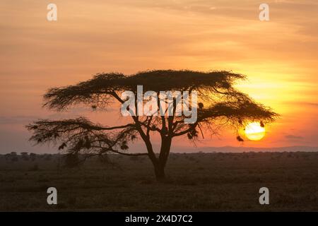 Ein Akazienbaum bei Sonnenuntergang. Ndutu, Ngorongoro Conservation Area, Tansania. Stockfoto