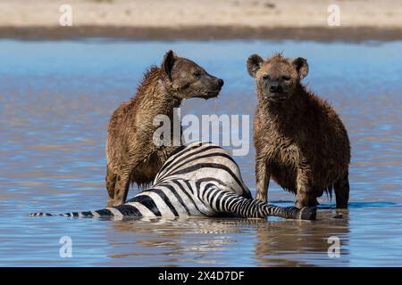 Gefleckte Hyänen, Crocuta Crocuta, ernähren sich von einem im Wasser getöteten Zebra. Ndutu, Ngorongoro Conservation Area, Tansania. Stockfoto