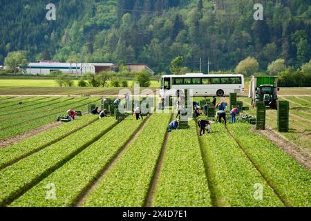 Innsbruck, Österreich - 1. Mai 2024: Erntearbeiter, die mit dem Bus auf das Ackerfeld gebracht wurden, während sie Obst oder Gemüse auf einem Ackerfeld ernten. Saisonarbeiter, die Erntegut in grüne Kästen neben einem Traktor packen *** Erntehelfer die mit einem Bus zum landwirtschaftlichen Feld gebracht wurden bei der Ernte von Obst oder Gemüse auf einem Acker. Saisonarbeiter packen geerntetes in grüne Kisten neben einem Traktor Stockfoto