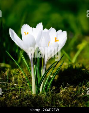 Makro weißer Krokusblüten im Garten Stockfoto