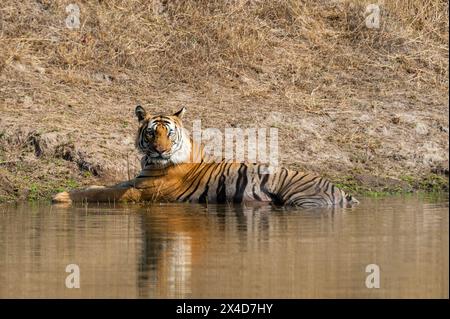 Ein bengalischer Tiger, Panthera tigris tigris, ruht in einem Wasserloch im indischen Bandhavgarh-Nationalpark. Madhya Pradesh, Indien. Stockfoto
