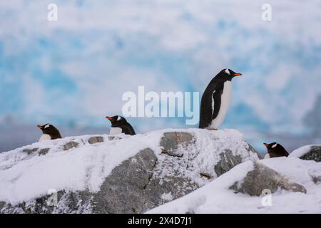 Gentoo-Pinguine, Pygoscelis Papua, auf Felsen stehend, Petermann Island, Antarktis. Stockfoto