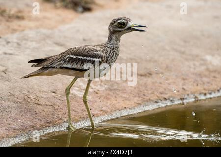 Burhinus indicus, ein indisches Dickkniechen, trinkt im indischen Bandhavgarh-Nationalpark. Madhya Pradesh, Indien. Stockfoto