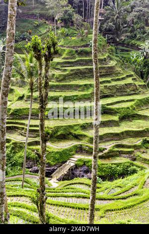 Die herrlichen Tegallalang Reisterrassen von oben in einem Palmenwald. Spazieren Sie durch die vielen fantastischen Ebenen. Stockfoto