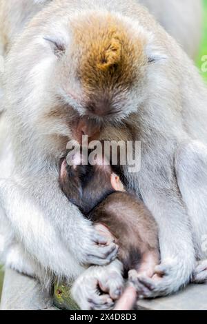 Eine Makaken-Affenmutter kuschelt ihr Baby im Affenwald in Ubud, Bali Indonesien Stockfoto