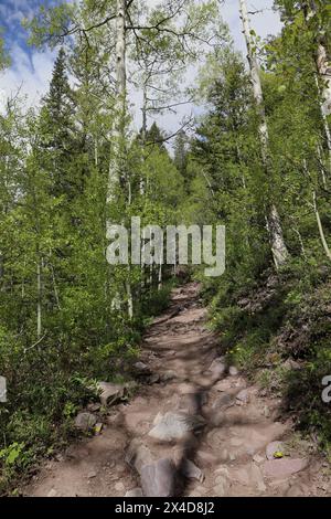 Der felsige Maroon Snowmass Trail, der durch einen Kiefern- und Aspenwald in der Maroon Bells Snowmass Wilderness in Aspen, Colorado, USA führt Stockfoto