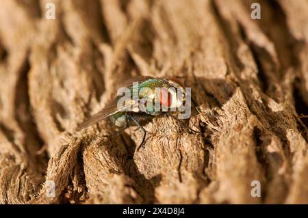 Green Bottle Fly, Lucilia sericata, eine weit verbreitete Fliegenart mit metallisch blau-grüner und goldener Färbung auf einem Zweig in Western Australia. Stockfoto