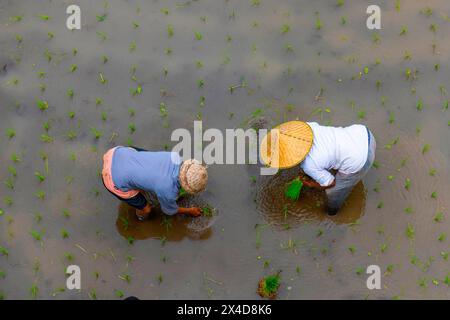 Arbeiter, die neue Reiswurzeln in den Reisfeldern von Bali, Indonesien, Pflanzen. Ernte bis zu sechs Mal pro Jahr. Stockfoto