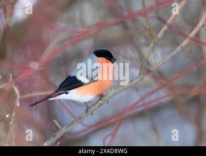 Männlicher Bullfinch sitzt auf einem Baum, Nahaufnahme Stockfoto