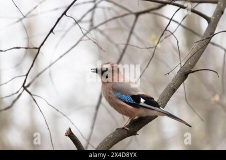 Jay Bird sitzt nahe auf einem Baumzweig Stockfoto