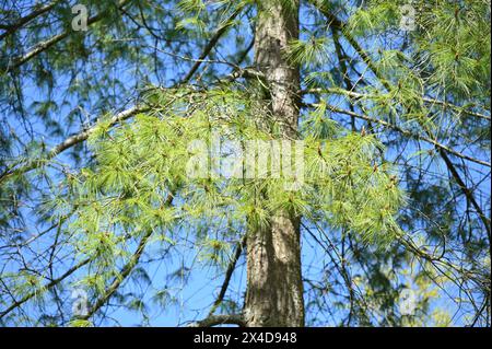 Frischer Frühlingswuchs auf Pinus wallichiana oder Bhutan-Kiefer UK April Stockfoto