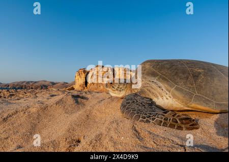 Eine grüne Meeresschildkröte, Chelonia mydas, kehrt nach dem Legen ihrer Eier ins Meer zurück. Ras Al Jinz, Oman. Stockfoto