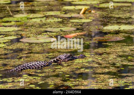 Ein Alligator im Sumpfwasser der Cypress Gardens in Moncks Corner, South Carolina, USA Stockfoto