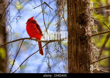 Leuchtend roter Kardinalvogel sitzt auf einem Zweig eines Baumes Stockfoto