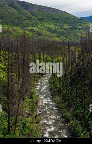 Kanada, Alberta, Waterton Lakes National Park. Blakiston Creek und verbrannte Bäume. Stockfoto