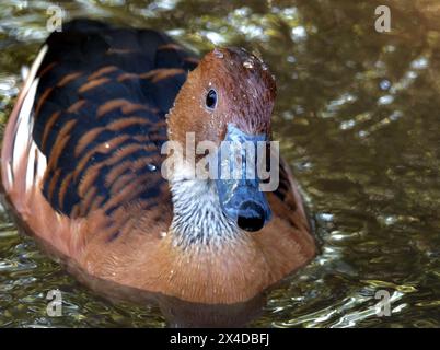 Pfiff-Ente, Pfiff-Ente, Gelbe Pfeifgans, Dendrocygne fauve, Dendrocygna bicolor, sujtásos fütyülőlúd Stockfoto