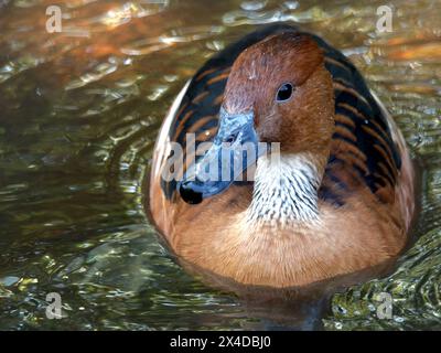 Pfiff-Ente, Pfiff-Ente, Gelbe Pfeifgans, Dendrocygne fauve, Dendrocygna bicolor, sujtásos fütyülőlúd Stockfoto