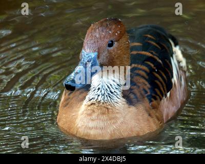 Pfiff-Ente, Pfiff-Ente, Gelbe Pfeifgans, Dendrocygne fauve, Dendrocygna bicolor, sujtásos fütyülőlúd Stockfoto