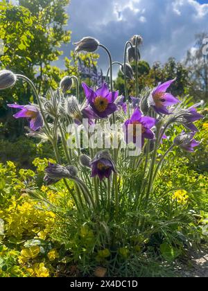 Annecy, Haute-Savoie, Frankreich: Pulsatilla vulgaris, Pasqueflower, blühende Pflanzenart der Familie der Butterblumen (Ranunculaceae), Gattung Anemone Stockfoto