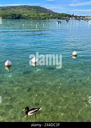 Haute-Savoie, Frankreich: Eine Ente im See von Annecy, bekannt als die sauberste in Europa aufgrund strenger Umweltvorschriften seit den 1960er Jahren Stockfoto