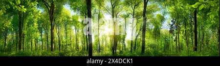 Extra weites Panorama auf einen herrlichen malerischen Wald mit frischen grünen Buchen und die Sonne, die ihre Lichtstrahlen durch das Laub wirft Stockfoto