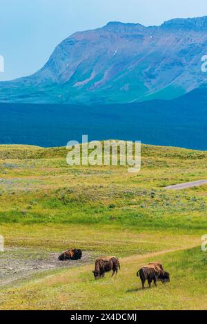Kanada, Alberta, Waterton Lakes National Park. Plains Bison auf der Prärie. Stockfoto