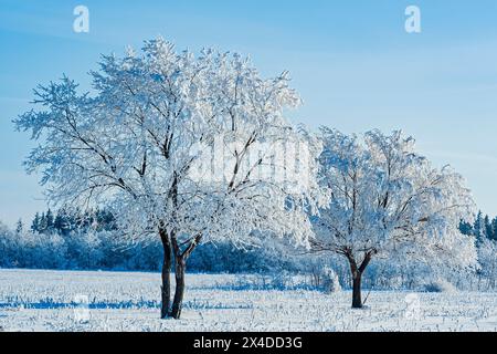 Kanada, Manitoba, Birds Hill Provincial Park. Im Winter mit Raureif bewachsenen Ebenen mit Baumwollbäumen. Stockfoto