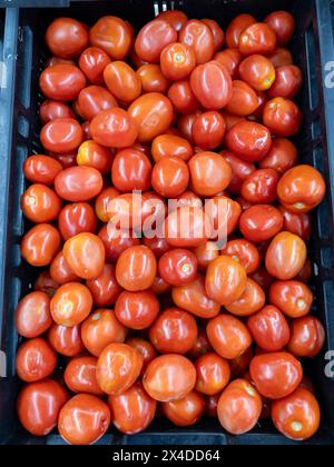 Die frische Bio-Tomate vom lokalen Bauernhof im Tablett zum Verkauf im Supermarkt, Vorderansicht für Hintergrund. Stockfoto