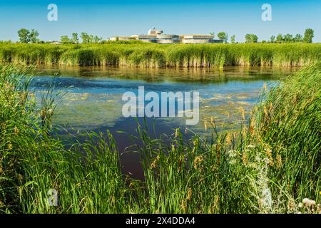 Kanada, Manitoba, Eiche Hängematte. Teich und Schilf im Sumpfgebiet. (Nur Für Redaktionelle Zwecke) Stockfoto