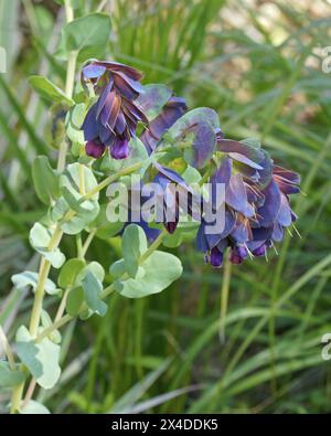 Honigkraut oder Wachsblume, Detail der Pflanze in voller Blüte, Cerinthe Major purpurascens; Boraginaceae Stockfoto