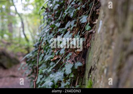 Efeu wächst auf einer Steinmauer im Wald. Natürlicher Hintergrund Stockfoto